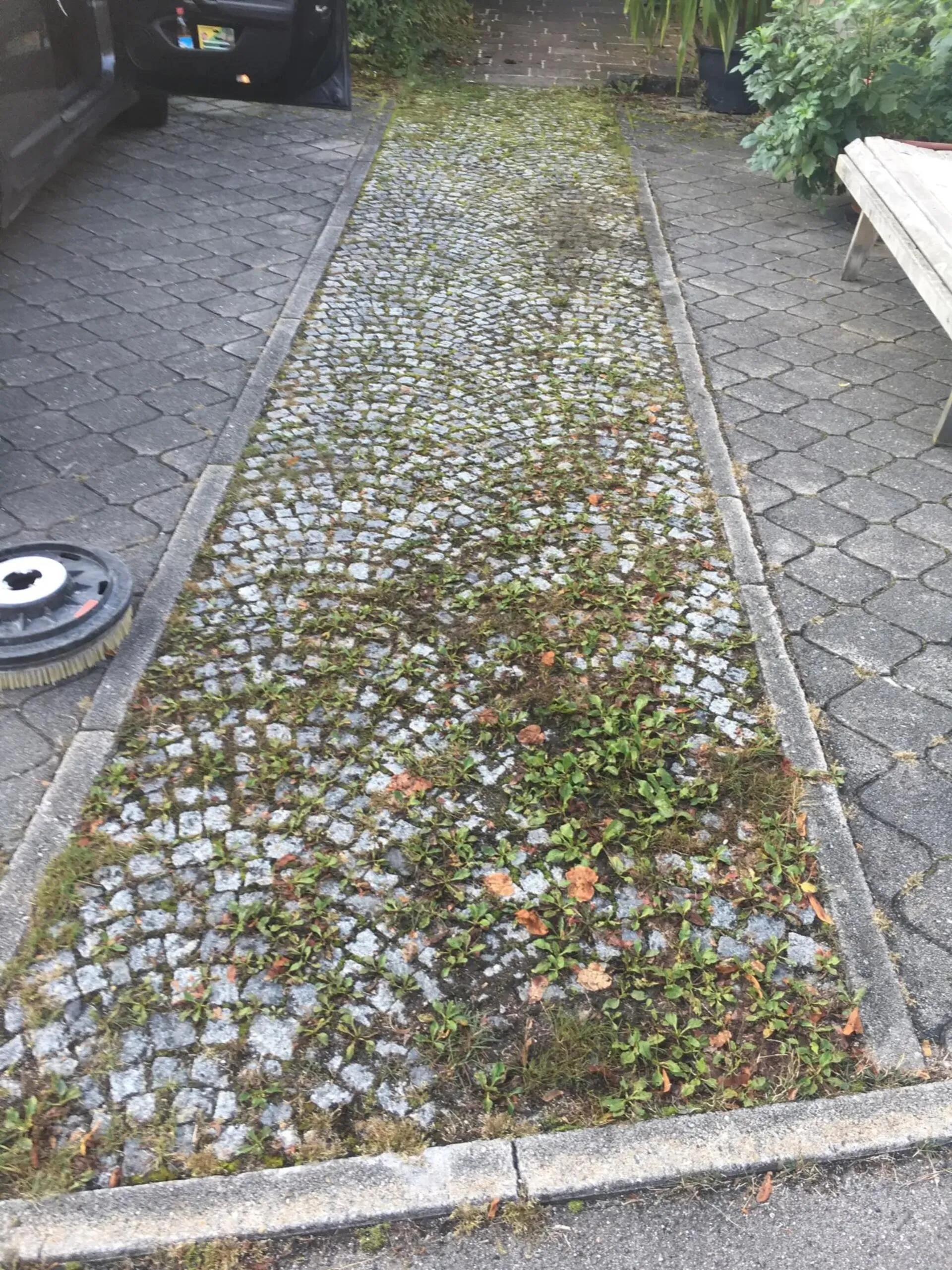 Granit mit Algen und Moos